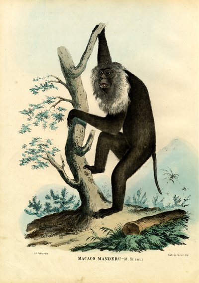 Wanderoo, 1863-79 da Raimundo Petraroja